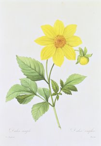 Dalea simplex, kaiverrettu Bessin, teoksesta "Kauneimpien kukkien valinta", 1827-33